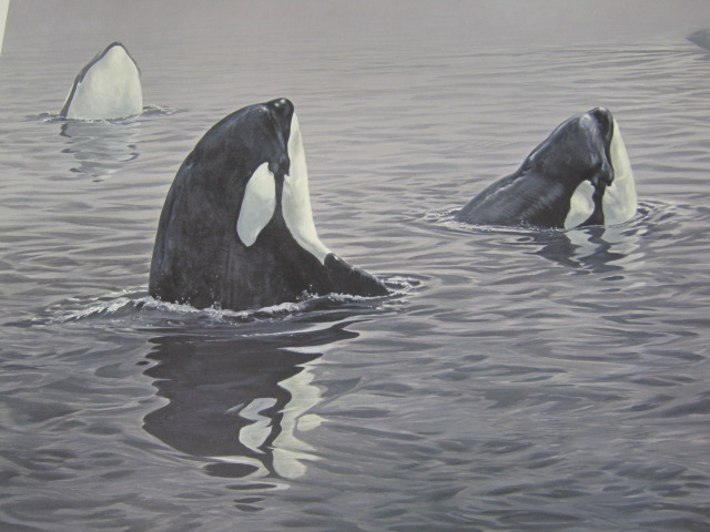 John Seerey-Lester In Their Presence Orca Killer Whale Publisher