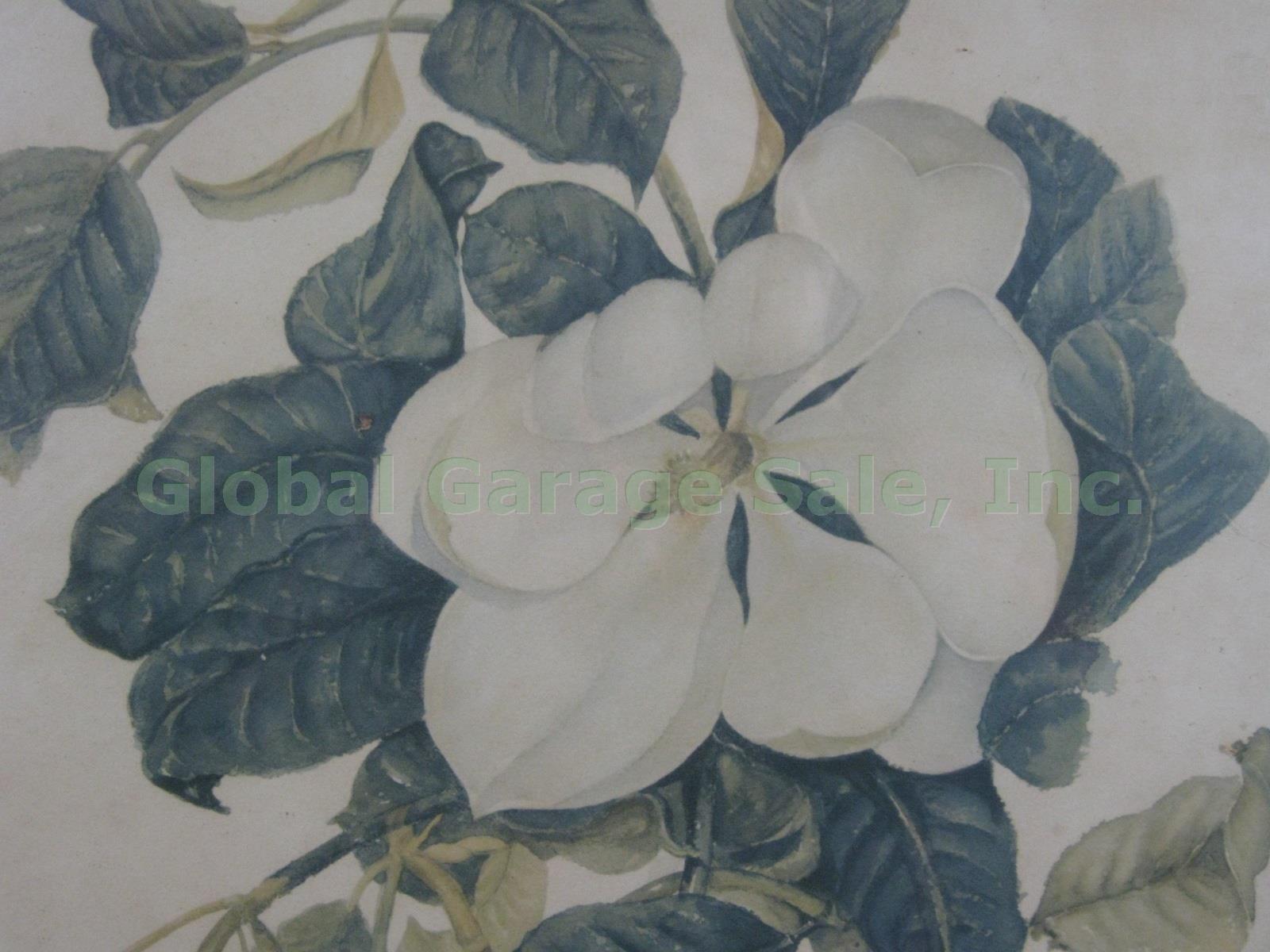 Vtg Original Signed Harold Hal C Bruntsch 1891-1959 Magnolia Watercolor Painting 1