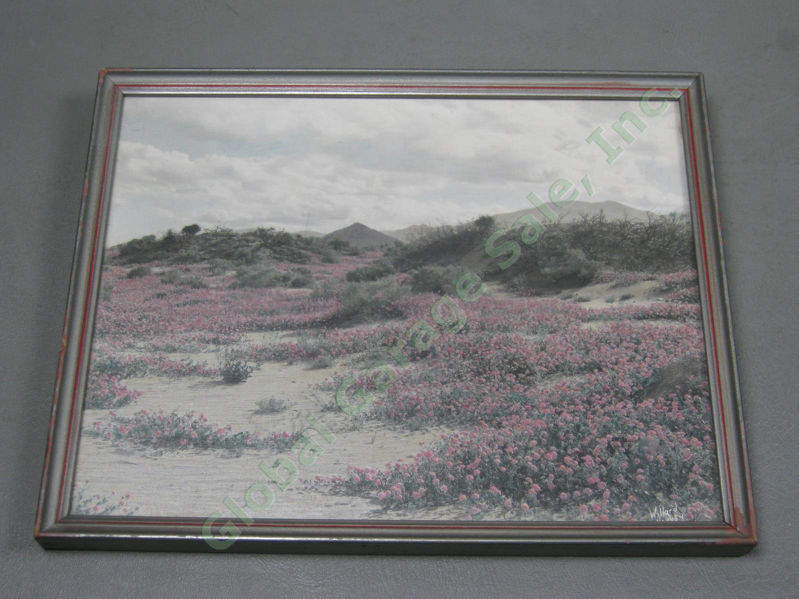 Vtg Stephen H Willard Hand Colored Painted Western Desert Flowers Photo #1454 NR