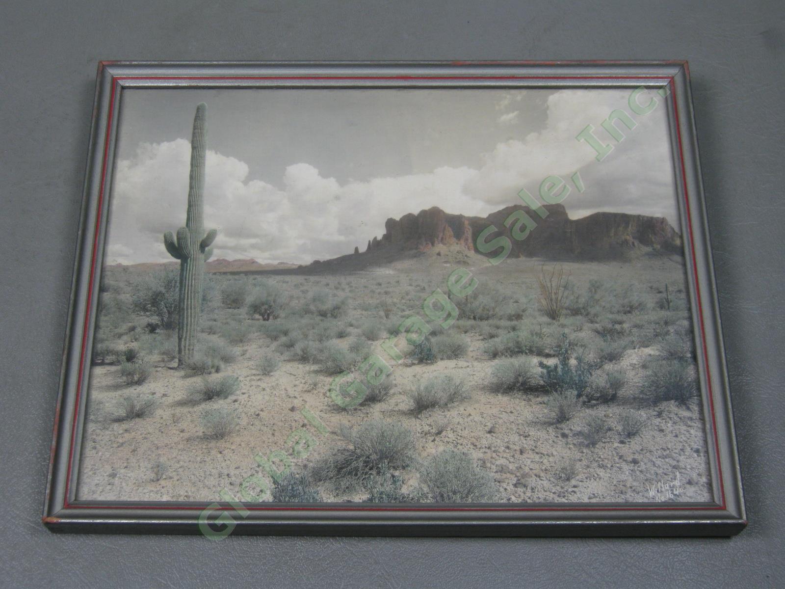 Vtg Stephen H Willard Hand Colored Painted Western Desert Cactus Photo #1640 NR!