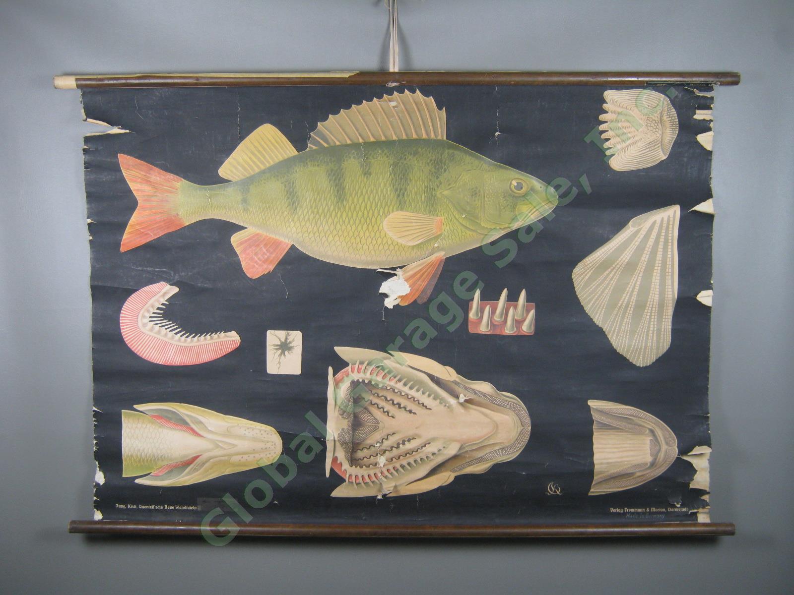 Vtg Jung Koch Quentell School Pull Down Anatomy Wall Chart Poster Perch Fish NR!