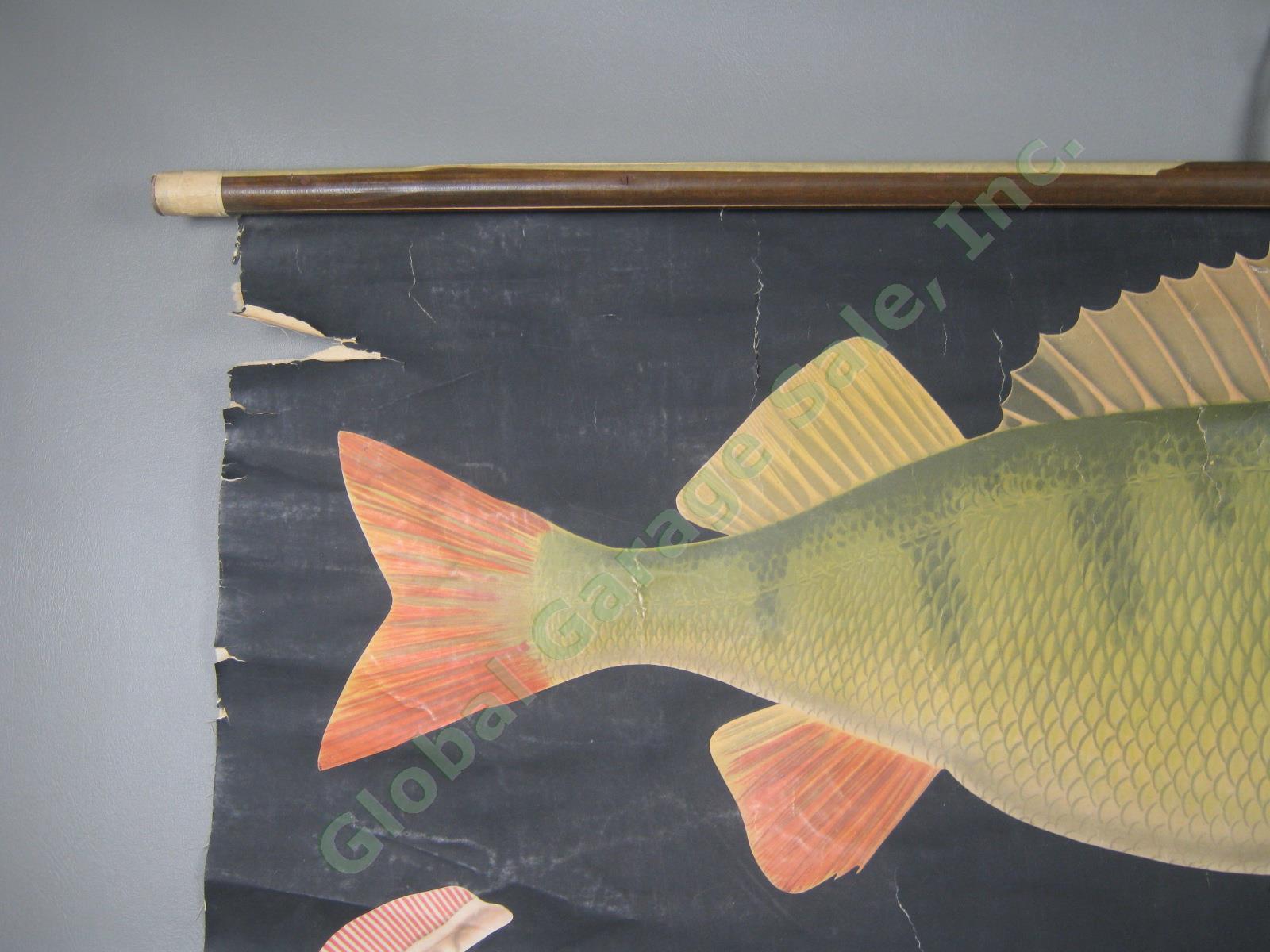 Vtg Jung Koch Quentell School Pull Down Anatomy Wall Chart Poster Perch Fish NR! 1