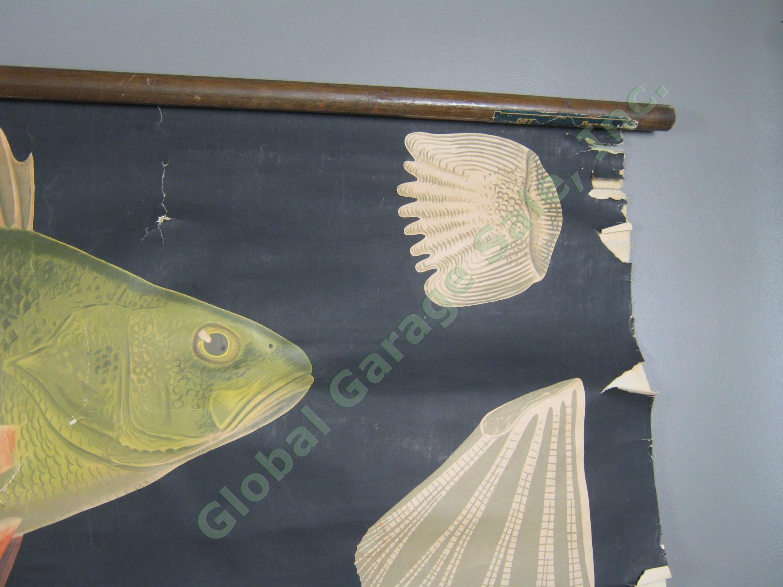 Vtg Jung Koch Quentell School Pull Down Anatomy Wall Chart Poster Perch Fish NR! 2