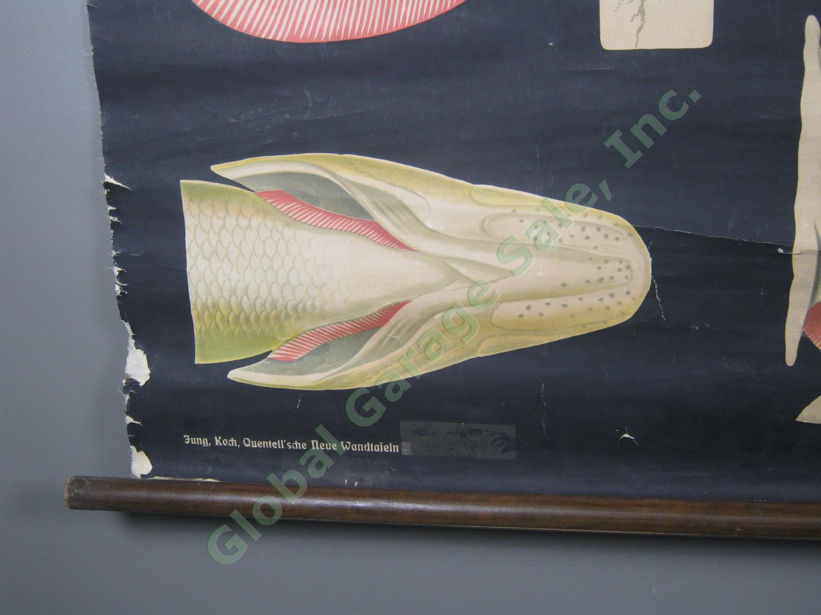 Vtg Jung Koch Quentell School Pull Down Anatomy Wall Chart Poster Perch Fish NR! 3