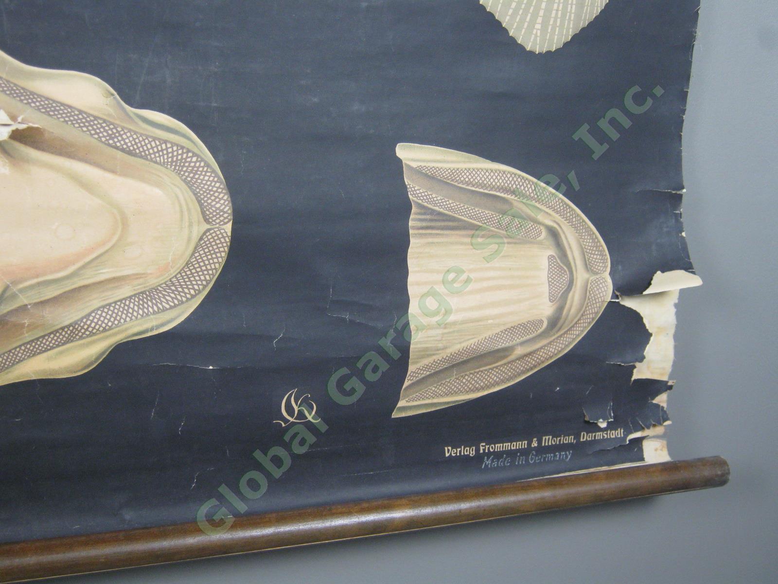 Vtg Jung Koch Quentell School Pull Down Anatomy Wall Chart Poster Perch Fish NR! 4