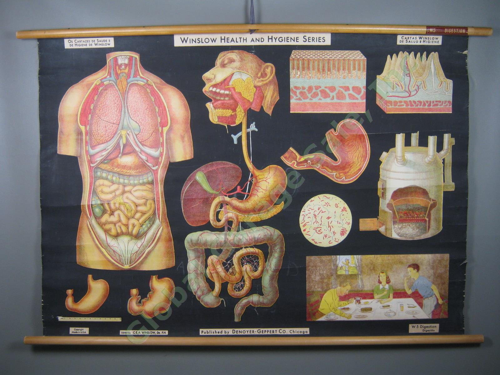 Vtg 1929 Denoyer-Geppert Winslow Health Hygiene Series Anatomy Chart Digestion