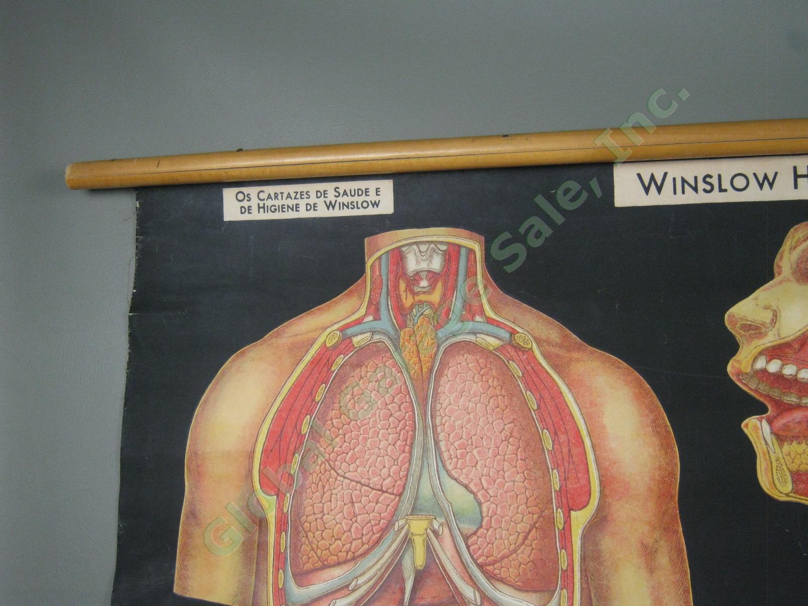 Vtg 1929 Denoyer-Geppert Winslow Health Hygiene Series Anatomy Chart Digestion 1