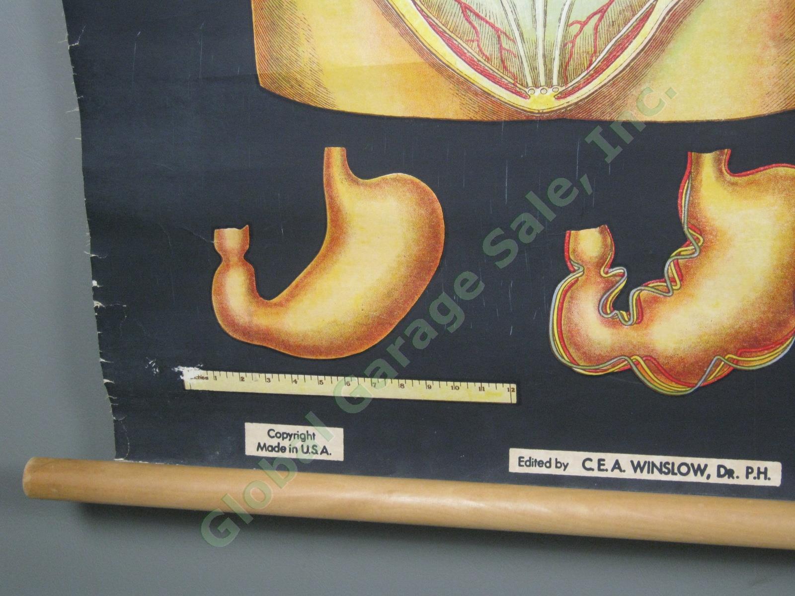 Vtg 1929 Denoyer-Geppert Winslow Health Hygiene Series Anatomy Chart Digestion 3