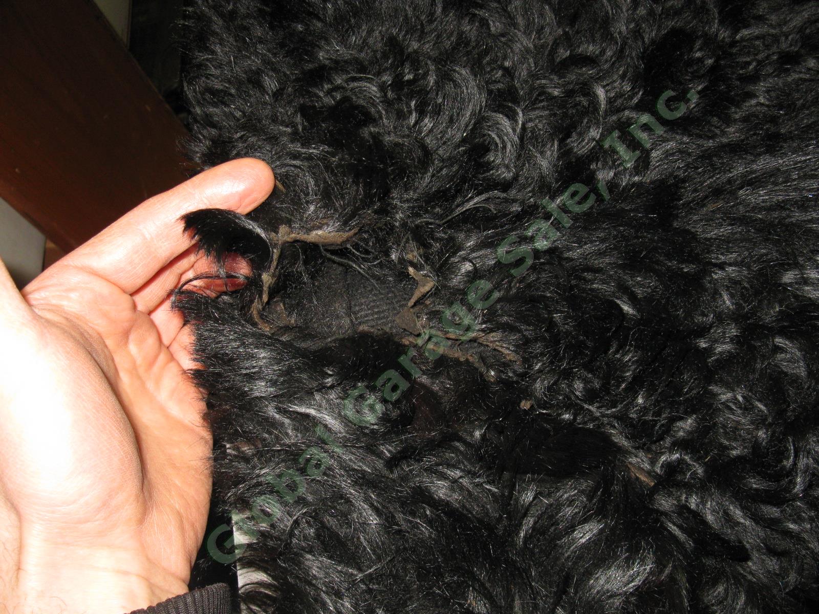 Vtg Antique Buffalo Bison Fur Pelt Hide Buggy Sleigh Carriage Blanket Robe Rug 7