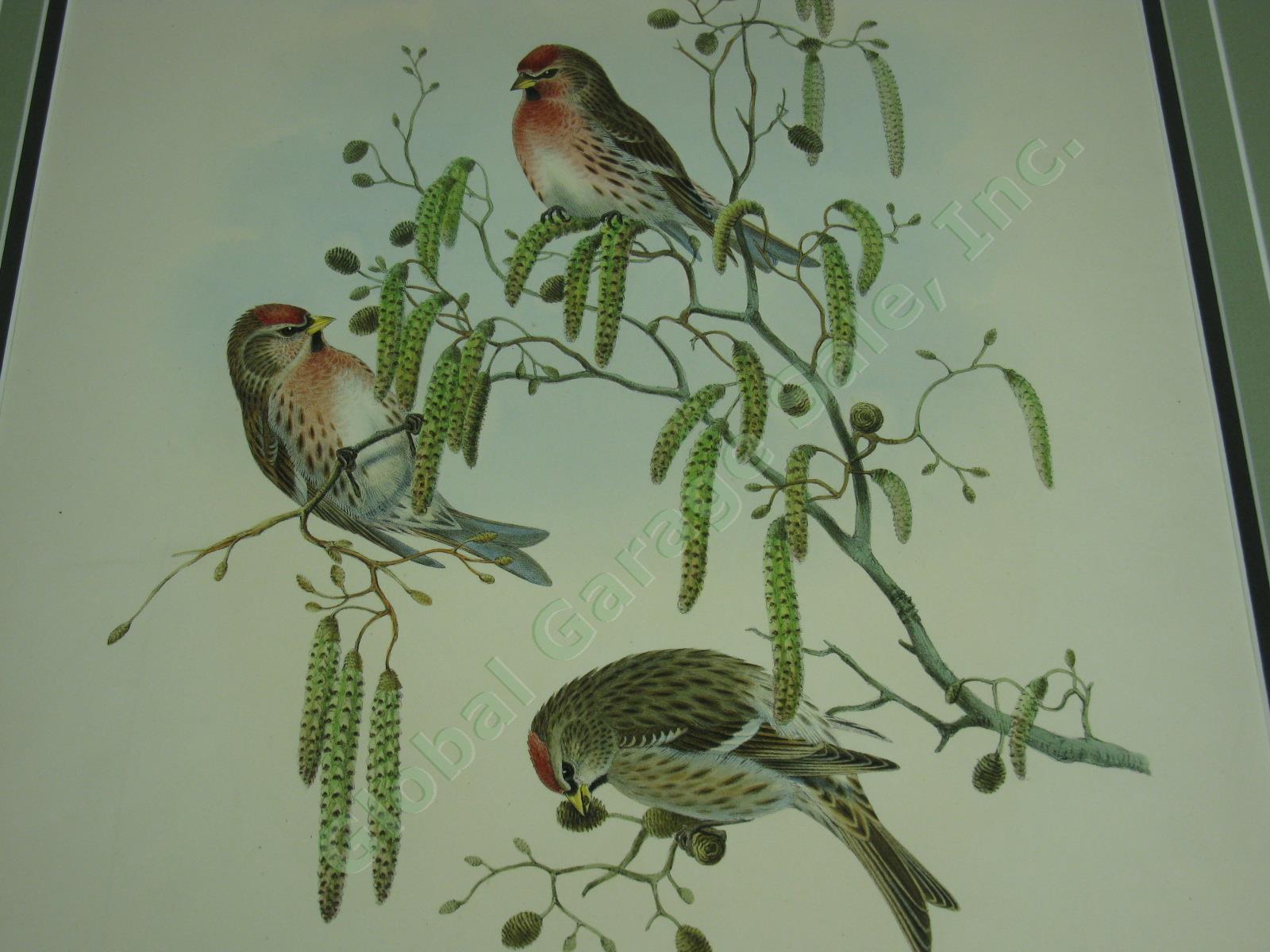 Vtg John Gould Handcolored Lithograph Bird Print Aegiothus Linaria Mealy Redpole 1
