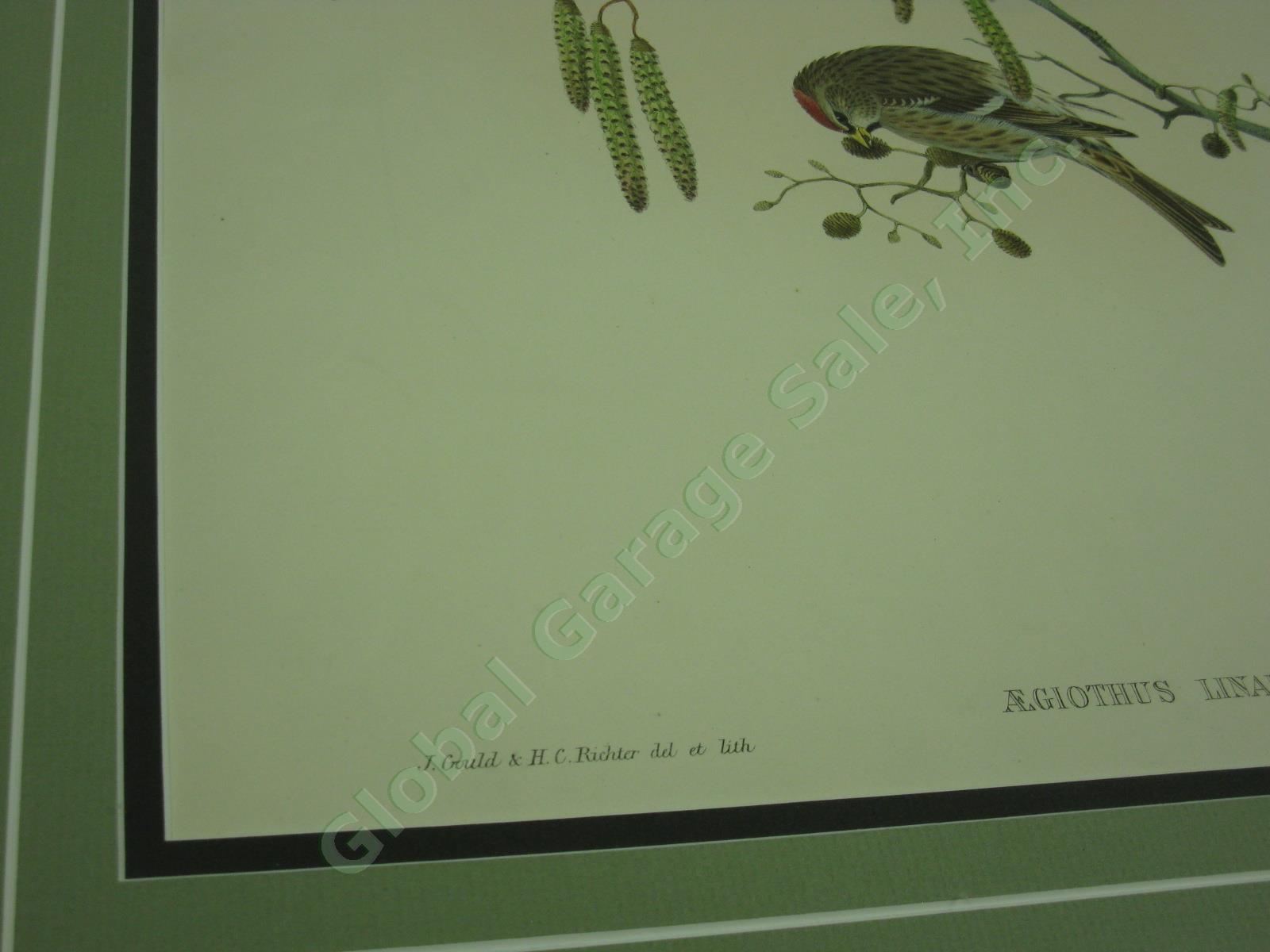 Vtg John Gould Handcolored Lithograph Bird Print Aegiothus Linaria Mealy Redpole 2