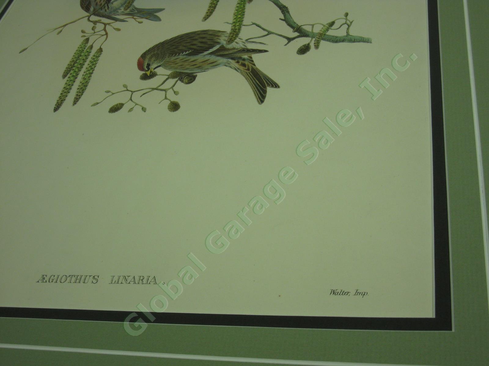 Vtg John Gould Handcolored Lithograph Bird Print Aegiothus Linaria Mealy Redpole 3