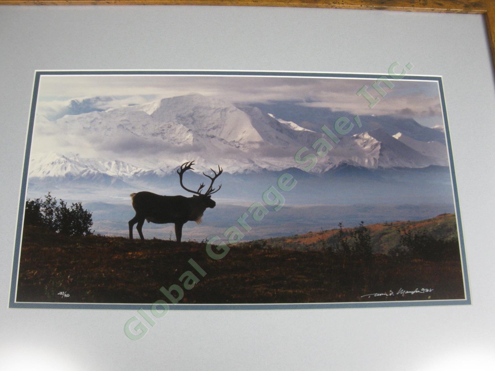 Rare 1988 Thomas Mangelsen Signed Photograph Caribou Country Mt McKinley Alaska 1