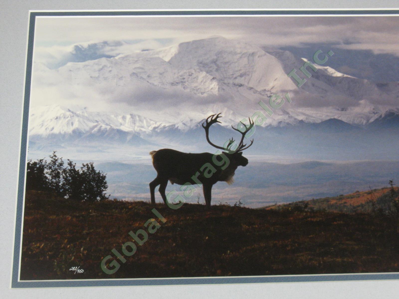 Rare 1988 Thomas Mangelsen Signed Photograph Caribou Country Mt McKinley Alaska 2