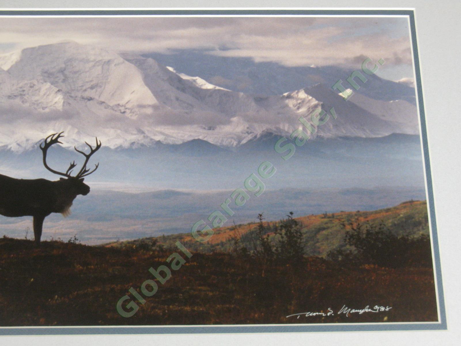 Rare 1988 Thomas Mangelsen Signed Photograph Caribou Country Mt McKinley Alaska 3