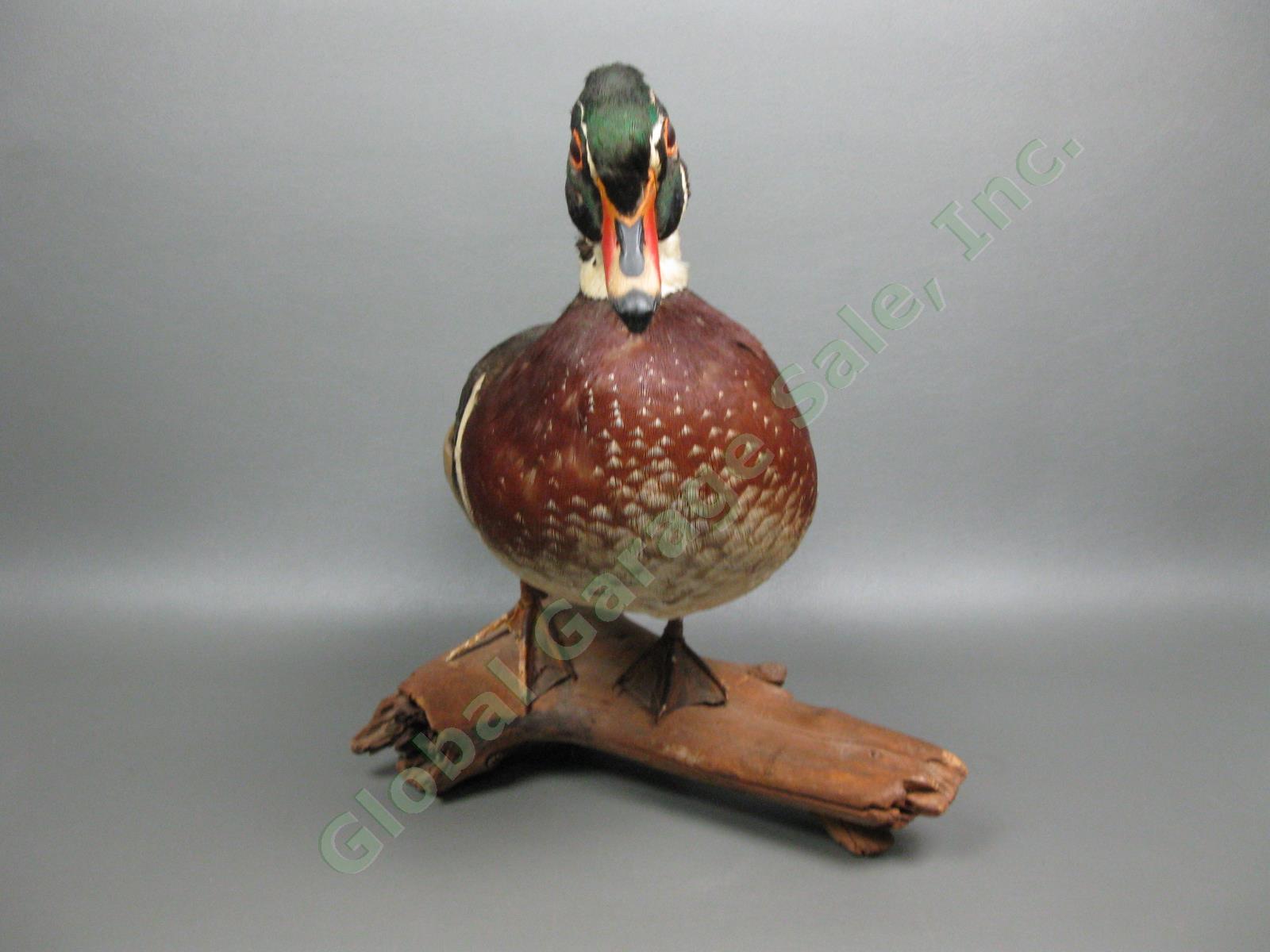 Genuine Wood Duck Drake Taxidermy Display Standing Wood Mounted Log Cabin Decor 3