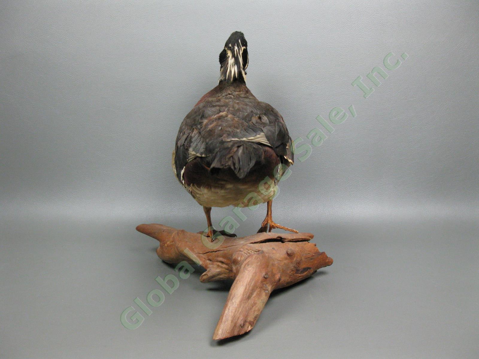 Genuine Wood Duck Drake Taxidermy Display Standing Wood Mounted Log Cabin Decor 5
