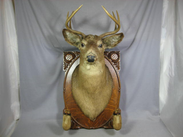 8 Point Trophy Mounted Deer Head Oak Mount Taxidermy