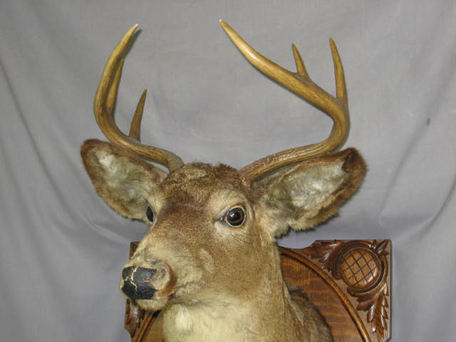 8 Point Trophy Mounted Deer Head Oak Mount Taxidermy 1