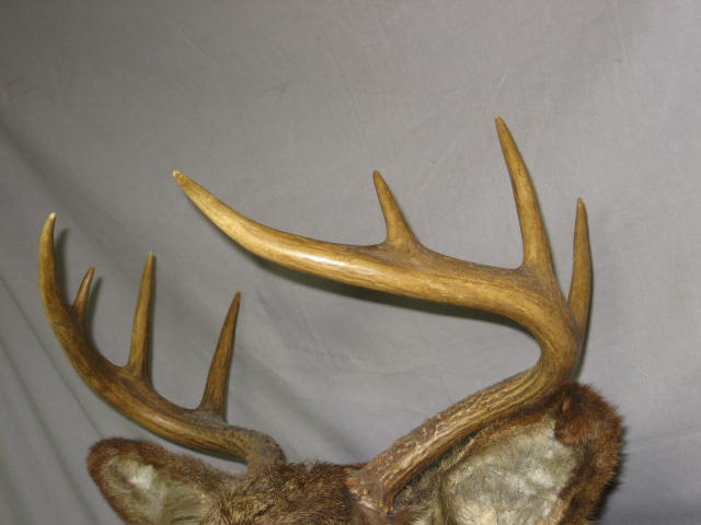 8 Point Trophy Mounted Deer Head Oak Mount Taxidermy 2