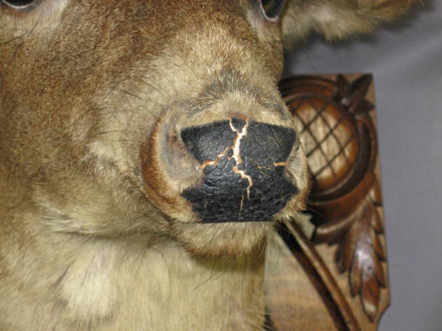 8 Point Trophy Mounted Deer Head Oak Mount Taxidermy 3