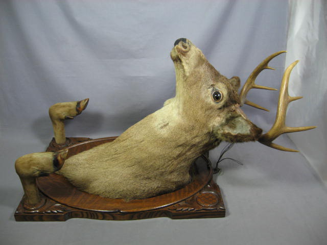 8 Point Trophy Mounted Deer Head Oak Mount Taxidermy 6
