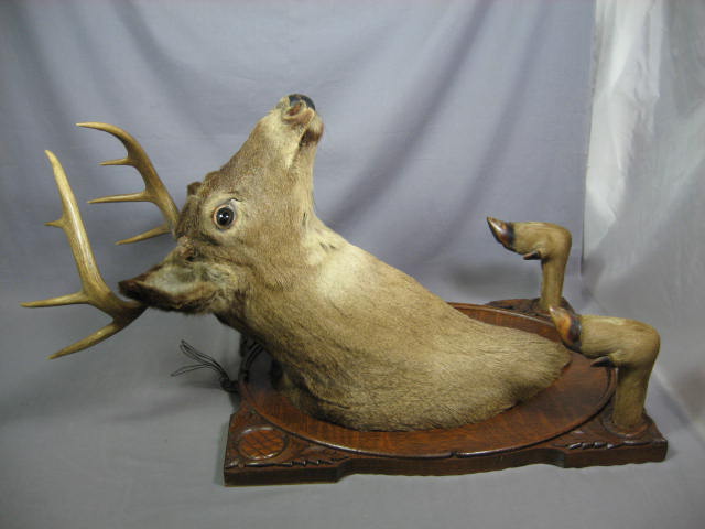 8 Point Trophy Mounted Deer Head Oak Mount Taxidermy 7