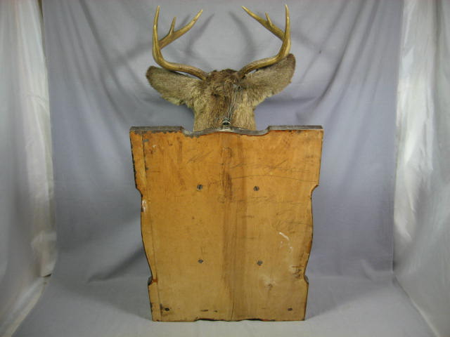 8 Point Trophy Mounted Deer Head Oak Mount Taxidermy 8