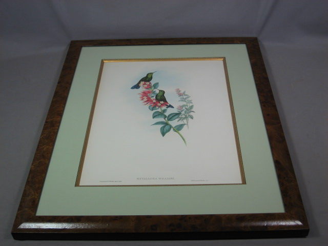Antique 1847 John Gould Hummingbird Lithograph Print NR