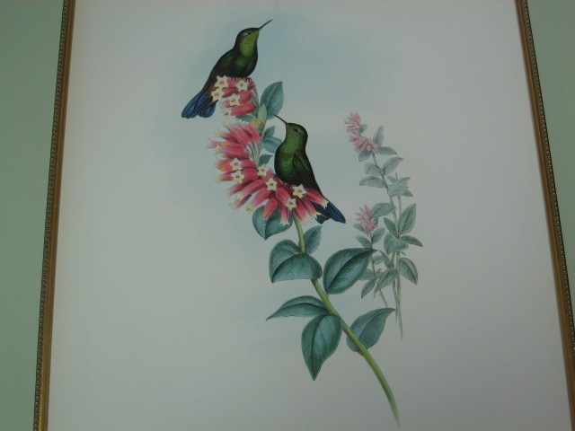 Antique 1847 John Gould Hummingbird Lithograph Print NR 1