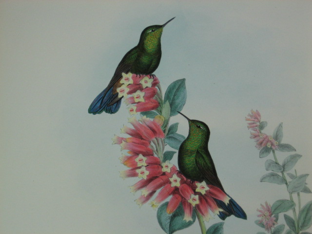 Antique 1847 John Gould Hummingbird Lithograph Print NR 2