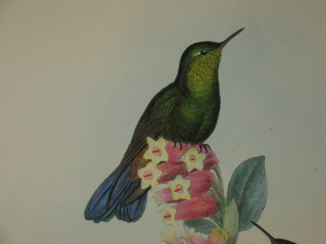 Antique 1847 John Gould Hummingbird Lithograph Print NR 3
