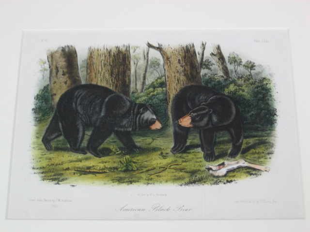 2 Audubon Prints Moose Deer 76 American Black Bear 141 2