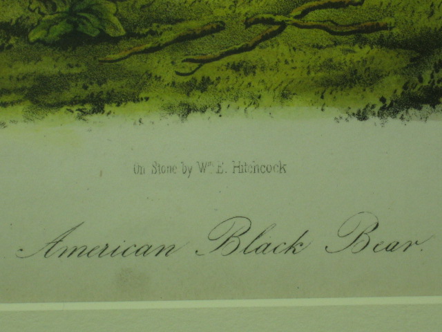 2 Audubon Prints Moose Deer 76 American Black Bear 141 6