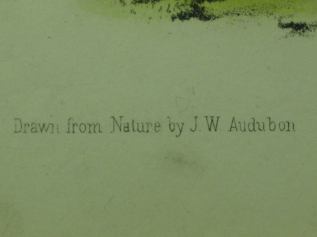 2 Audubon Prints Moose Deer 76 American Black Bear 141 7