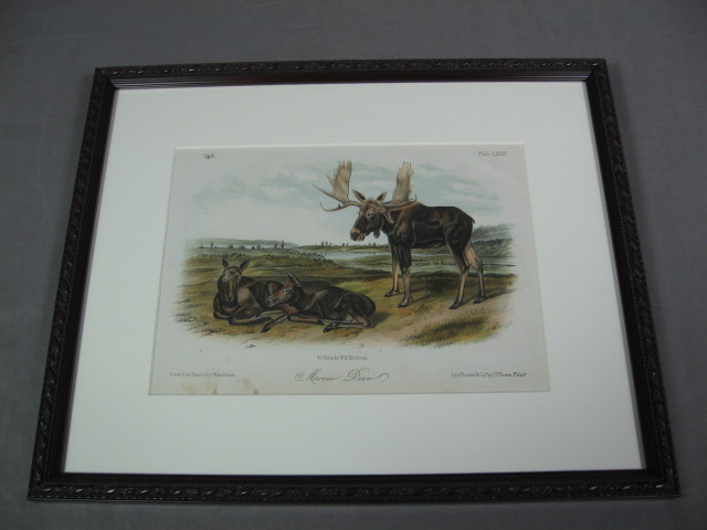 2 Audubon Prints Moose Deer 76 American Black Bear 141 8