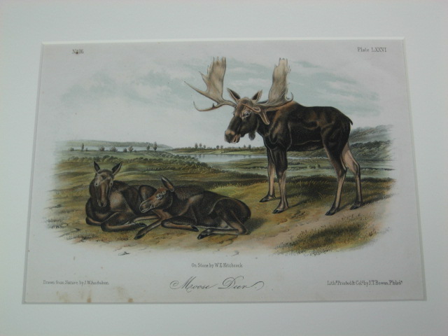 2 Audubon Prints Moose Deer 76 American Black Bear 141 9