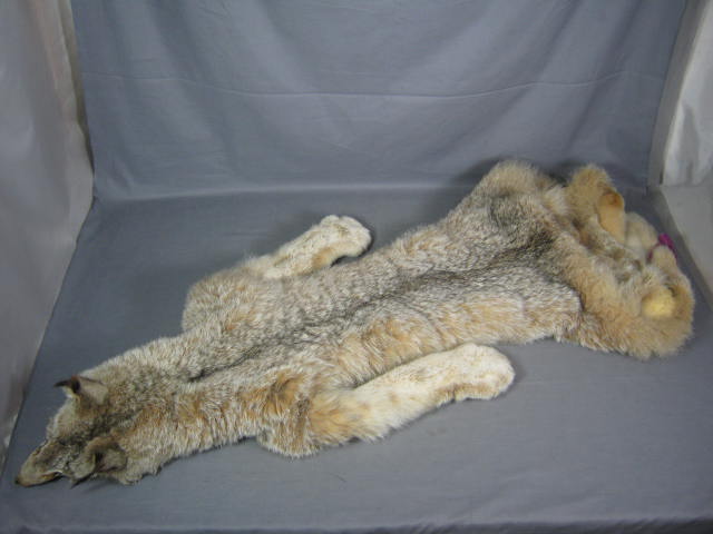 Alaska Alaskan Lynx Pelt Fur Skin Hide Taxidermy