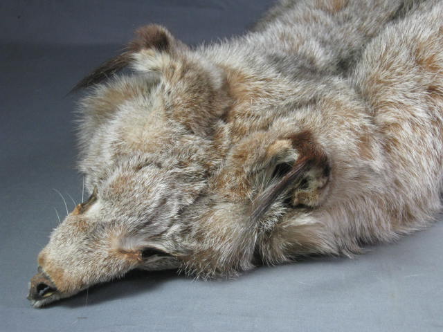 Alaska Alaskan Lynx Pelt Fur Skin Hide Taxidermy 1