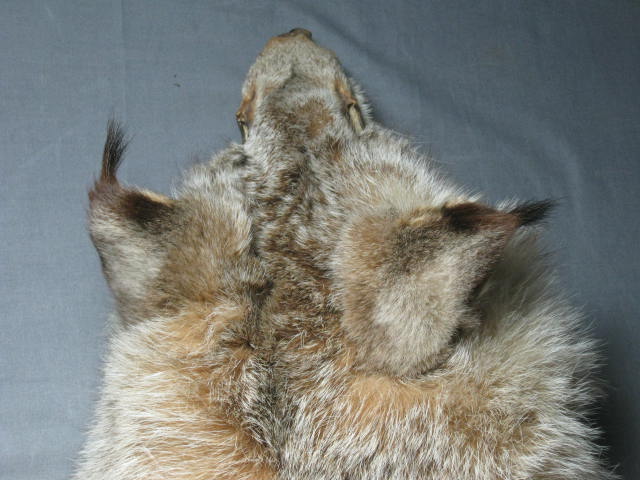 Alaska Alaskan Lynx Pelt Fur Skin Hide Taxidermy 2