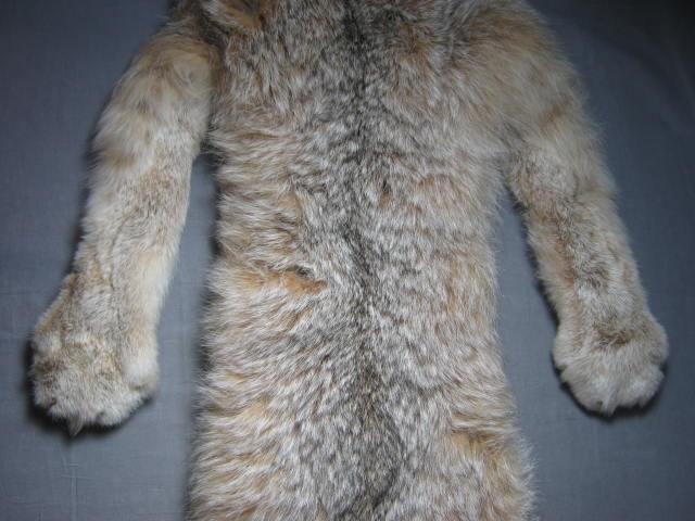Alaska Alaskan Lynx Pelt Fur Skin Hide Taxidermy 3