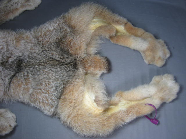 Alaska Alaskan Lynx Pelt Fur Skin Hide Taxidermy 4