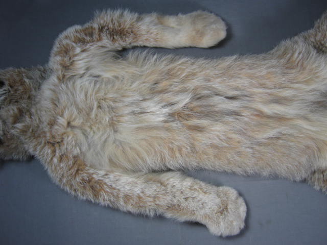 Alaska Alaskan Lynx Pelt Fur Skin Hide Taxidermy 5