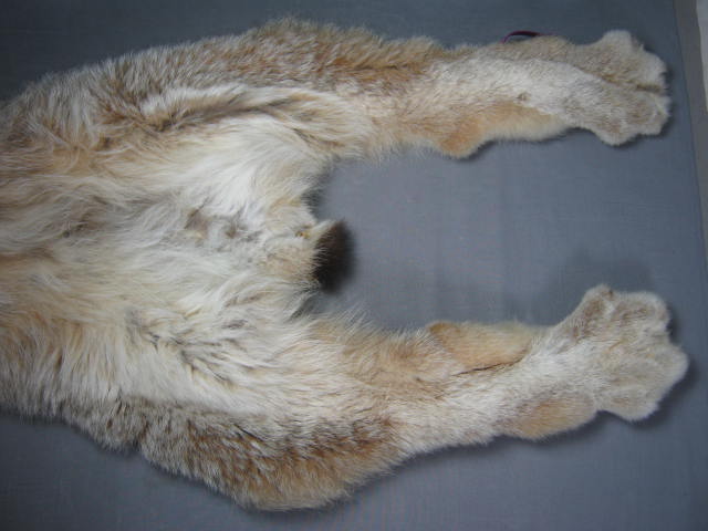 Alaska Alaskan Lynx Pelt Fur Skin Hide Taxidermy 6