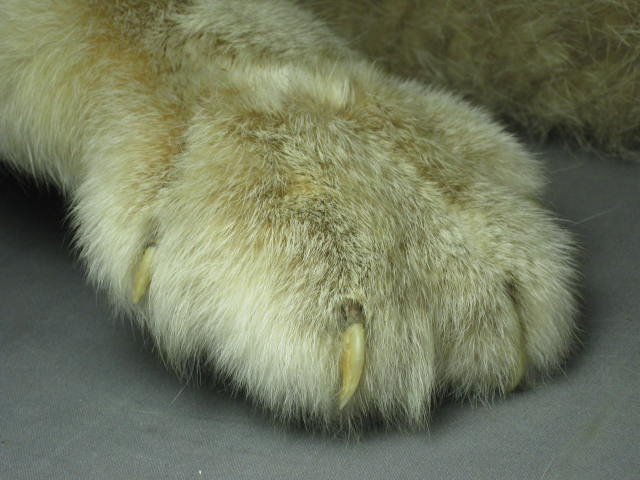 Alaska Alaskan Lynx Pelt Fur Skin Hide Taxidermy 8