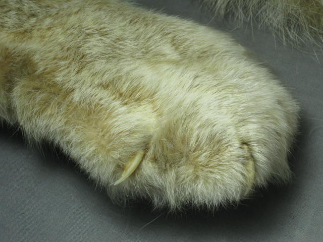 Alaska Alaskan Lynx Pelt Fur Skin Hide Taxidermy 9