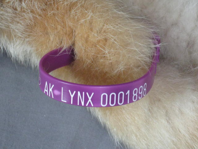 Alaska Alaskan Lynx Pelt Fur Skin Hide Taxidermy 10