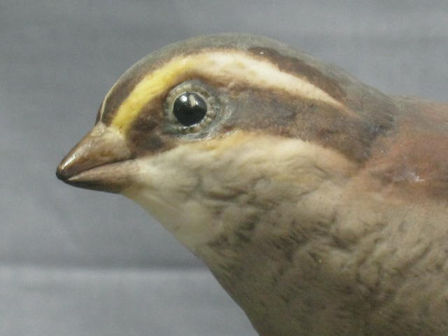 Boehm White Throated Sparrow Bird Figurine 430-P NO RES 4