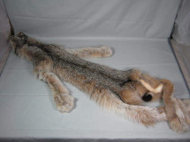 Alaskan Arctic Circle Lynx Fur Pelt Professional Trapper Tube Tanned CITES Tag