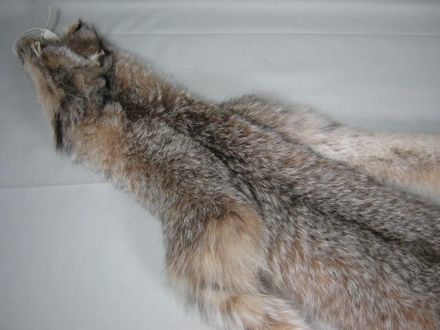 Alaskan Arctic Circle Lynx Fur Pelt Professional Trapper Tube Tanned CITES Tag 1